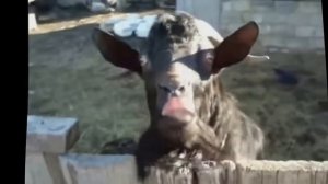 Песня Черная Коза