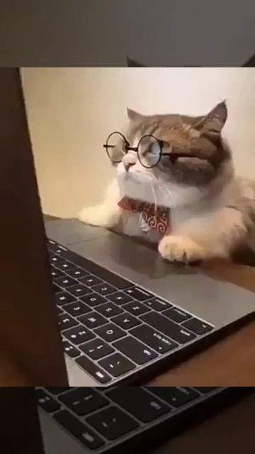 Кошка поймала удачу за хвост! смотреть онлайн