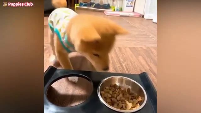 топ самые милые и смешные животные смотреть онлайн