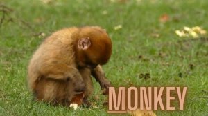 ABC Animal Song for children | Learn ABC Alphabet with Animal Names | Learn the letters from A to Z