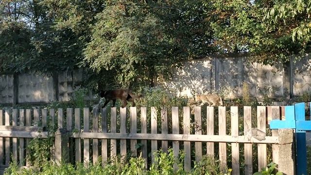 Черныш пришел и повел кису Муру "На богаты сэла" ) смотреть онлайн