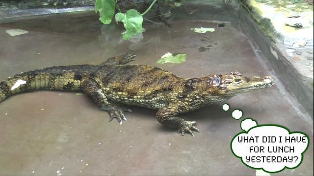 Crocodiles | Krokodile | Caiman Short story смотреть онлайн