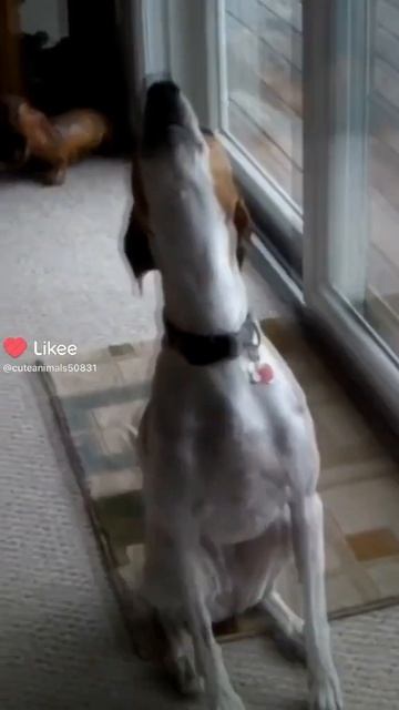 Звериный хор.-забавные животные. #прикольно #смешно #бассмузыка #. смотреть онлайн