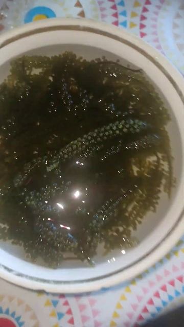 МОРСКОЙ ВИНОГРАД #еда смотреть онлайн