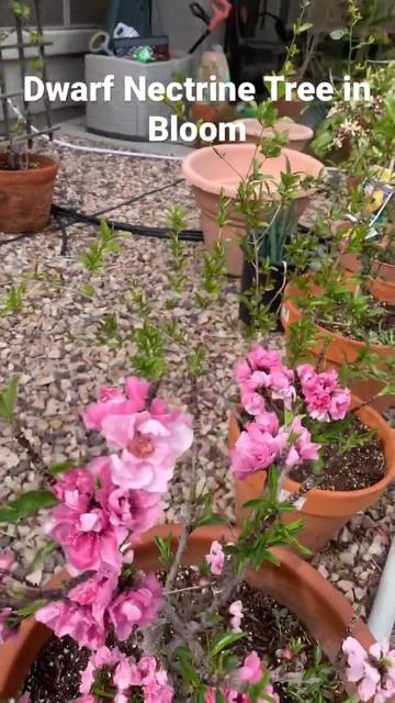 Dwarf Nectarine Tree