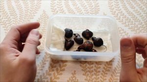 Анемона Св. Бриджид. Подготовка клубней к посадке