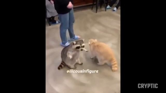 RACCOON MEMES PART 2