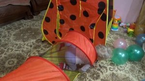 Детская палатка домик Палатка для детей Маленькая палатка Детская игровая палатка Kids tent
