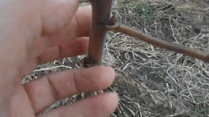 Малина Пшехиба, Каскад Делайт, Патриция, Галактика после суровой зимы.