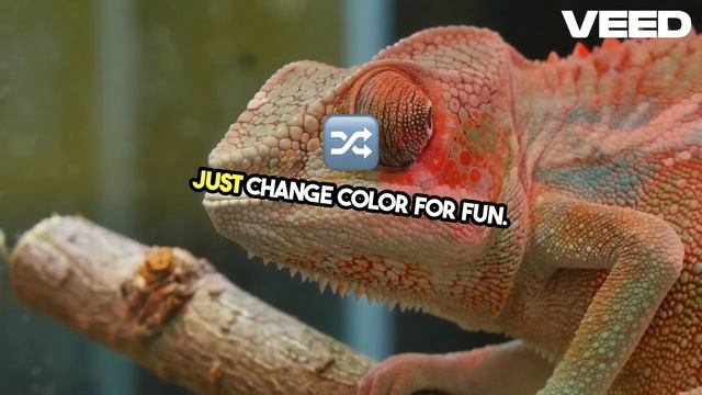 Color Changing Chameleon Secrets Revealed | Must Watch смотреть онлайн