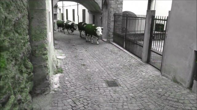 ho campionato delle mucche смотреть онлайн