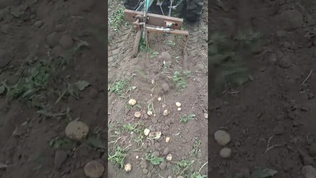 Самодельная картофелекопалка смотреть онлайн