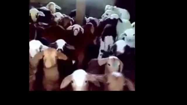 Lamb laugh joke!!! ОВЕЧКИ УГОРАЮТ!!! РЖАЧ!! смотреть онлайн