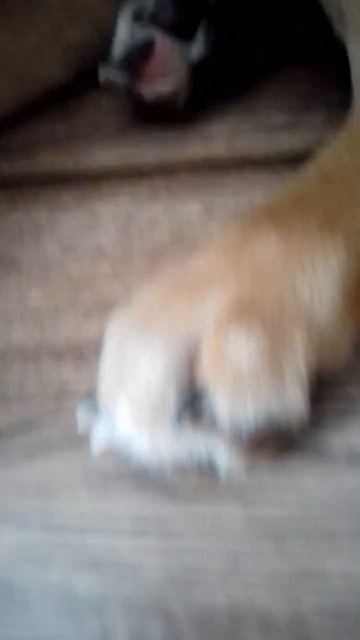 бобр добр # Shorts