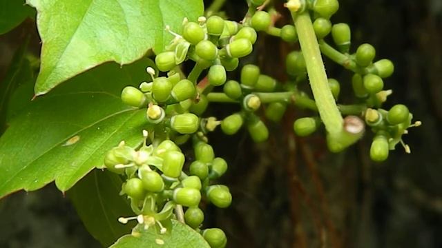 Parthenocissus смотреть онлайн