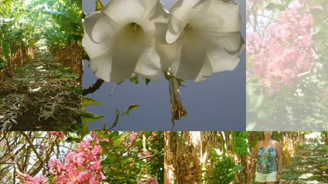 Tenerife's flora, Canary Islands смотреть онлайн