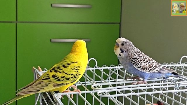 Funny Parrotszotti 344. Life of Cockatiels and budgies. Жизнь корелл и волнистых попугаев смотреть онлайн