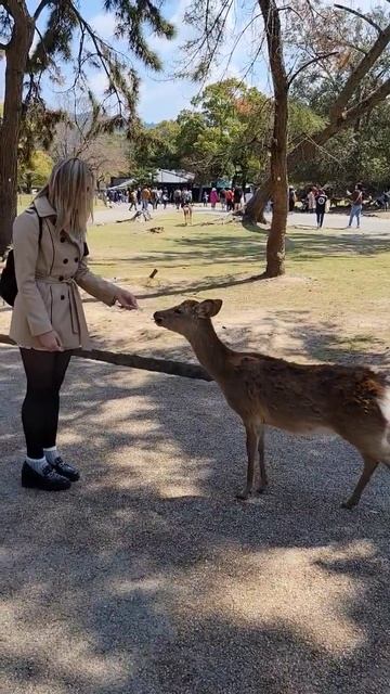 Nara Deer park #travel #japan #model #japantravel #animals смотреть онлайн