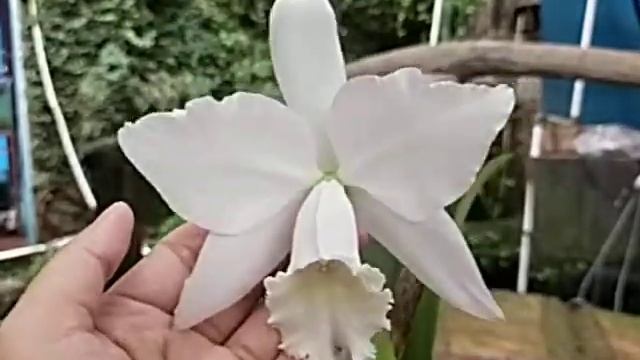 Cattleya Hawaiian Wedding Song