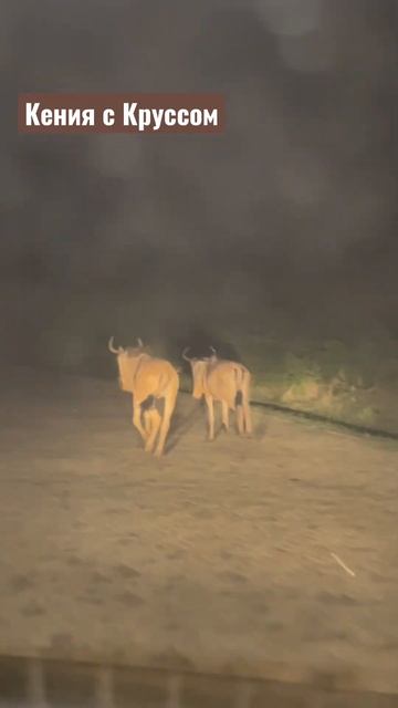 Антилопы Гну, Кения смотреть онлайн