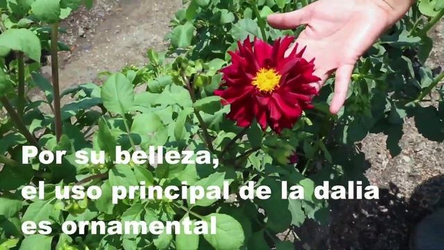 dalias смотреть онлайн