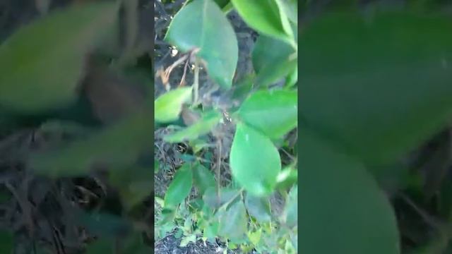 Rava doros kardani radara adema 6/23/2018 смотреть онлайн