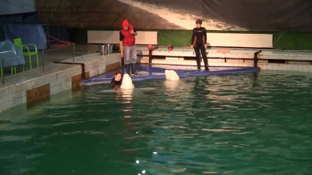 Dolphins are love смотреть онлайн