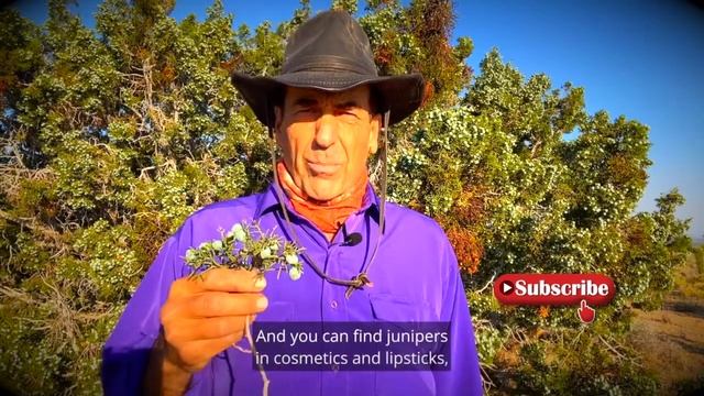 Emerging Benefits of Juniper Berries смотреть онлайн