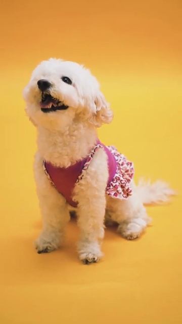 How to train dog #Pets #Cat and Dog #Shorts смотреть онлайн