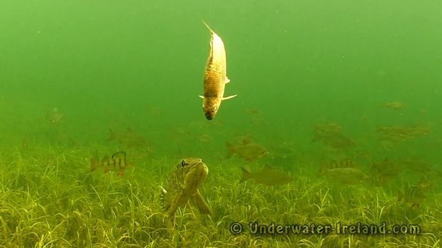 Video - fishing: a careful pike and a deadbait. Видео - рыбалка: осторожная щука и приманка. смотреть онлайн