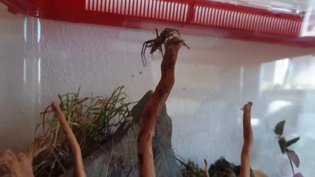 SWEET ATTACK! Spider feeding video #4 смотреть онлайн