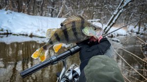 ПЕРВЫЙ ЗАБРОС И СРАЗУ УДАР! / РЫБАЛКА с ПРИМАНКАМИ NOVA BAITS и DAIWA 25 CALDIA