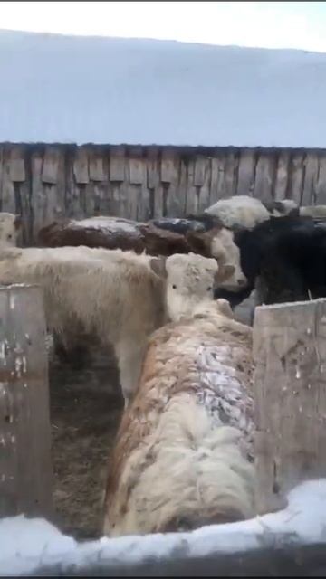 Бычки симменталы смотреть онлайн
