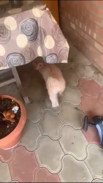 Котэ Барни капитулировал на стол смотреть онлайн