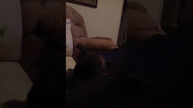 Purina Animal All-Stars on Yahoo! boxer woo woo song смотреть онлайн