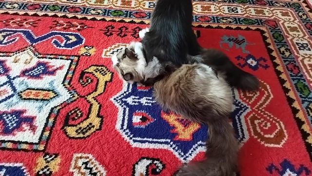 Удушающий захват от мейн-куна)) смотреть онлайн