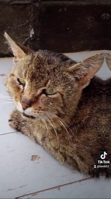 Все мои умершие котики смотреть онлайн