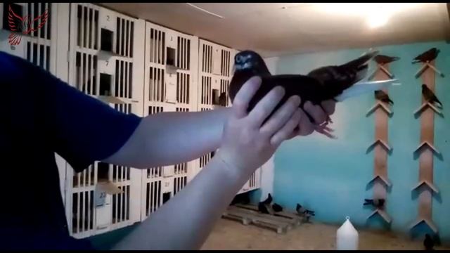 Голуби. Илья Клейменов. Липецкая обл. Добровский р-н. с. Доброе.