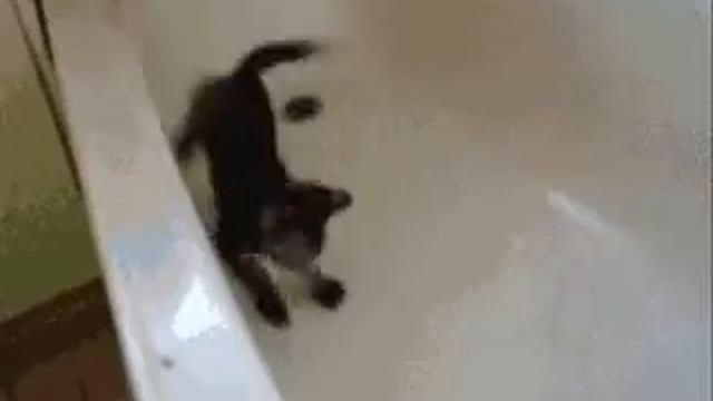 Кот-шоу: Funny Cat Fails смотреть онлайн