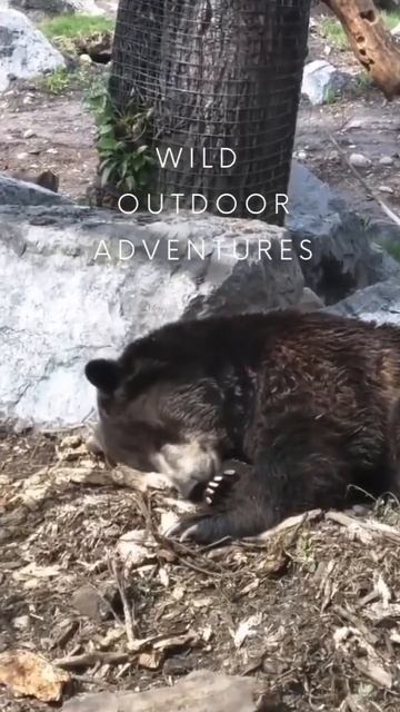 WILD Bear 🐻 Caught смотреть онлайн