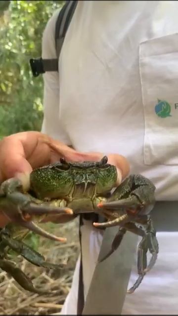Freshwater Crab (Potamon Potamios) In Cyprus