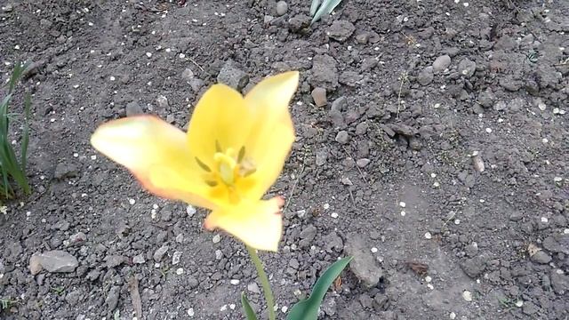 Каждый из вас не повторим, как цветок красив. Вы можете всё! смотреть онлайн