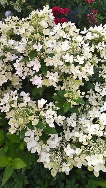 Гортензия Пастель Грин.