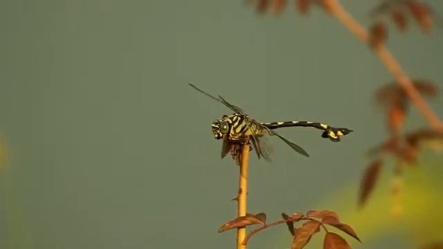 ウチワヤンマ смотреть онлайн
