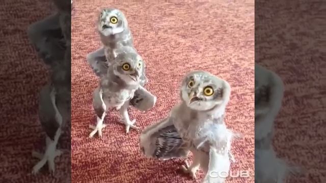 приколы птицы поют