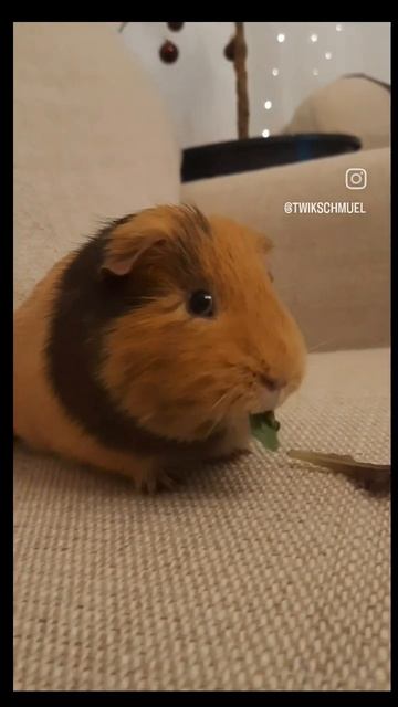 Guinea pig. Meerschweinchen. Морская свинка. смотреть онлайн