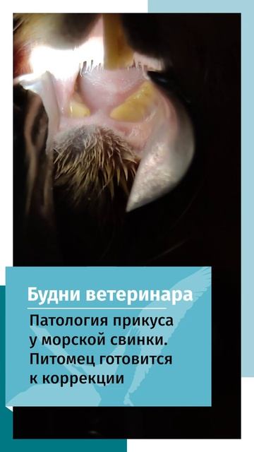 Патология прикуса у морской свинки. Питомец готовится к коррекции смотреть онлайн