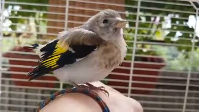 Птица счастья))) смотреть онлайн