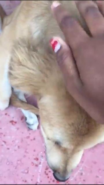 Street dog ran over and left with fractured leg смотреть онлайн