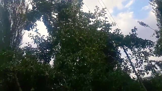 Алмурут дарагы пайданы көп берет. смотреть онлайн